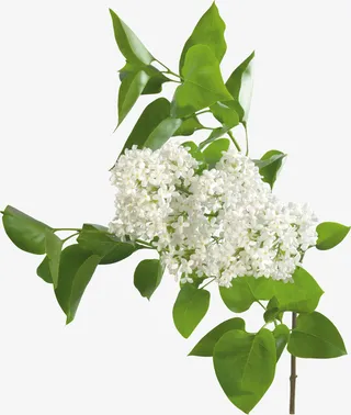 古风图片素材配饰免抠