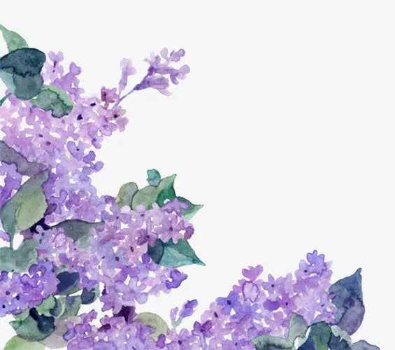 手绘紫罗兰免抠