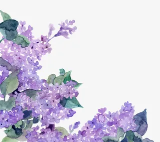 手绘紫罗兰免抠