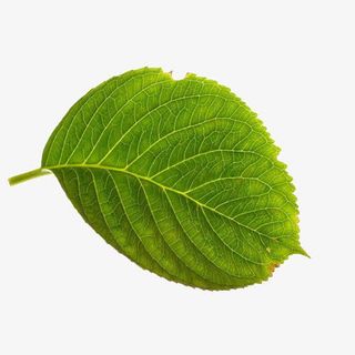 绿色椭圆形的树叶免抠