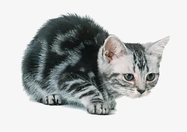 可爱的猫免抠