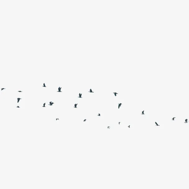 成群的黑大雁免抠