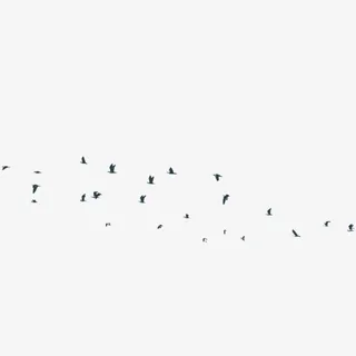 成群的黑大雁免抠