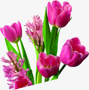 粉色花朵绿叶教师节免抠