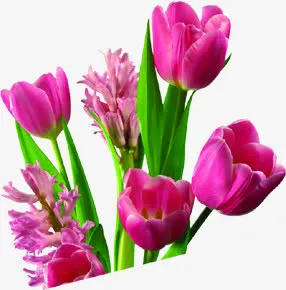 粉色花朵绿叶教师节免抠