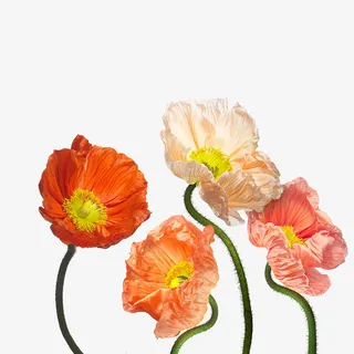 鲜艳的罂粟花免抠