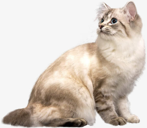 仰望的猫咪免抠