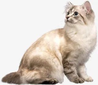 仰望的猫咪免抠