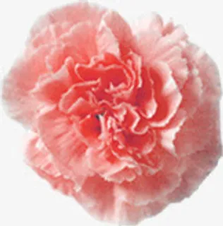 粉色盛开温馨花朵康乃馨免抠