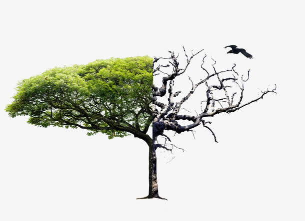 双色树干免抠