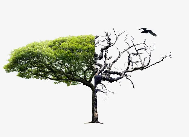 双色树干免抠