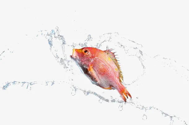 水花与鲷鱼免抠