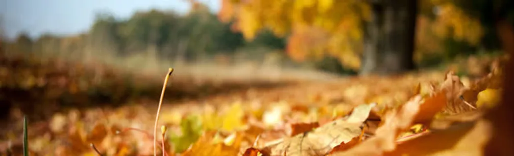 淘宝女装首页秋装海报促销banner