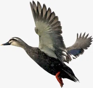 冬季飞翔的老鹰雪花免抠