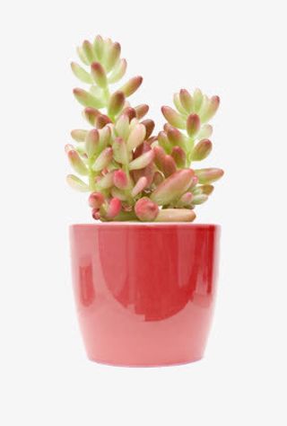 红色盆栽里的多肉植物免抠