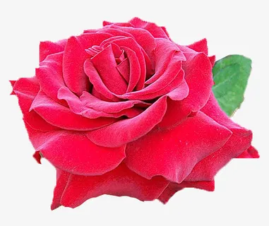 大红色玫瑰 透明背景