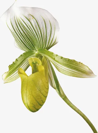 创意花草图片花卉矢量图素材免抠