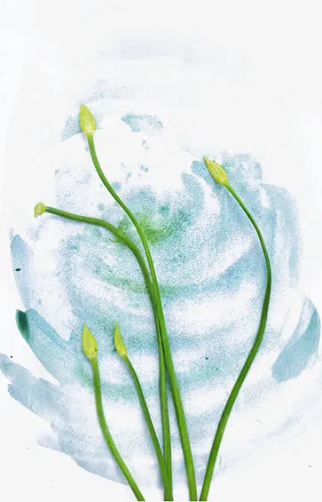 蔬菜免抠