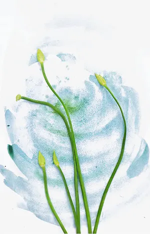 蔬菜免抠