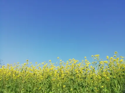 蓝天下的油菜花高清