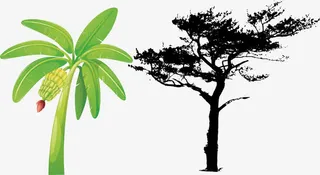 古树普洱卡通古树免抠