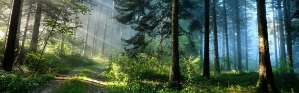 清晨森林图片免抠