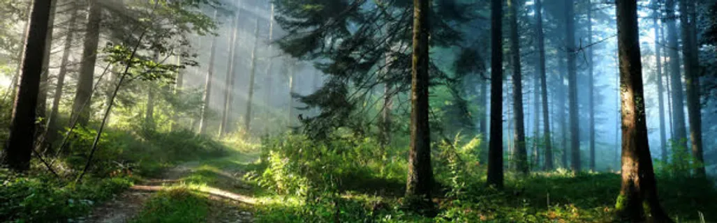 清晨森林图片免抠