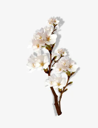 植物白色盛开梅花免抠