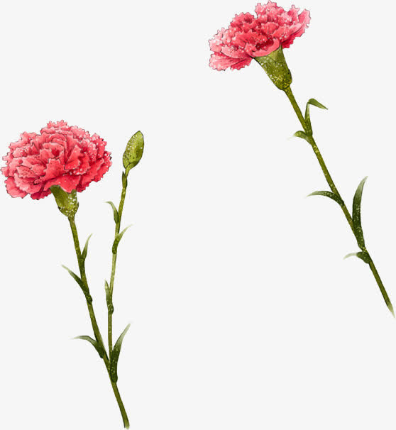 红色手绘鲜花康乃馨花朵免抠