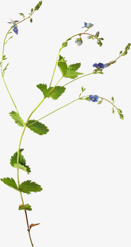 时尚风格装饰花边花朵树木叶子免抠