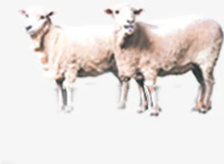 在草地上休息的两只绵羊免抠