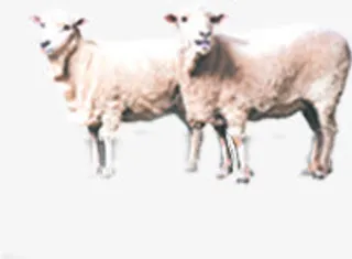 在草地上休息的两只绵羊免抠