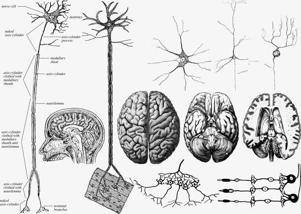 手绘大脑神经系统免抠