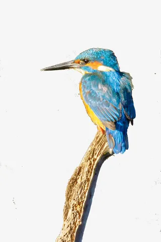 彩绘翠鸟图案免抠