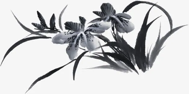 兰花免抠