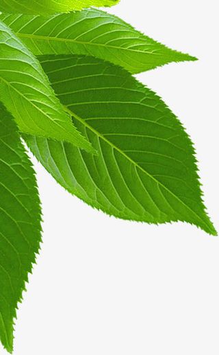 春天生态健康绿叶装饰免抠