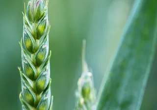 绿色麦子细节背景高清