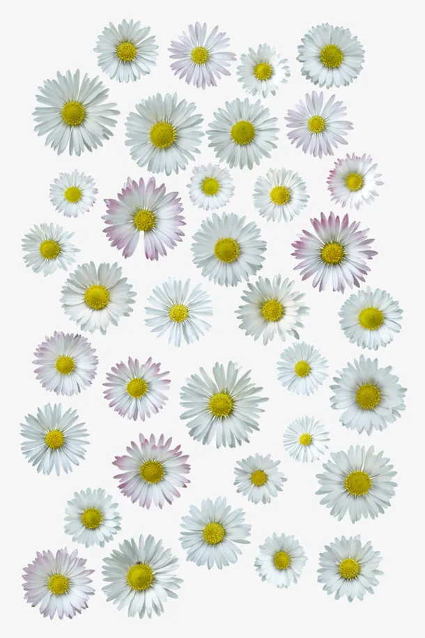 白色菊花免抠