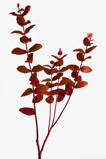 带褐色斑点的叶子免扣素材免抠