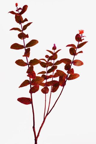 带褐色斑点的叶子免扣素材免抠