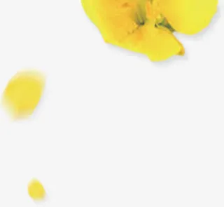 黄色花朵黄色花瓣免抠