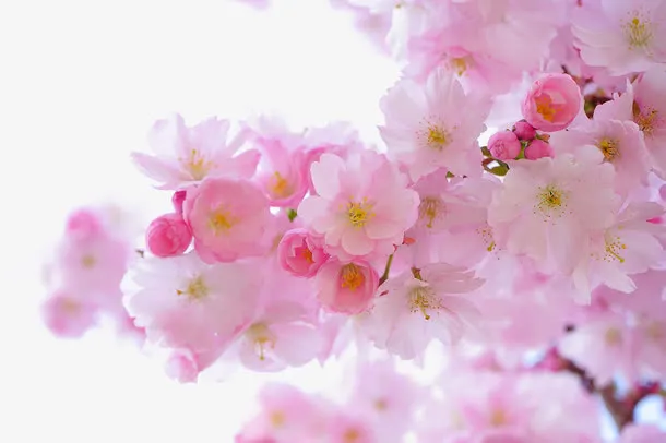 粉色樱花树免抠