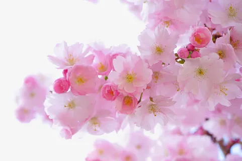 粉色樱花树免抠