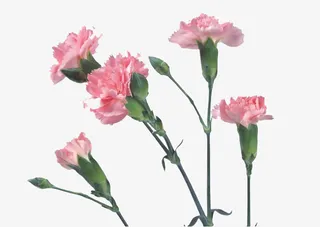 茂盛的康乃馨免抠