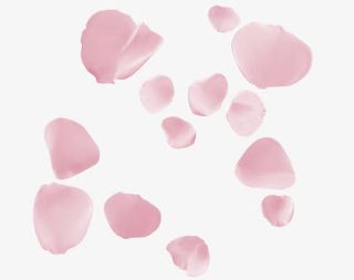 粉红玫瑰花瓣免抠
