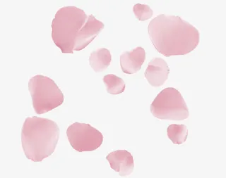 粉红玫瑰花瓣免抠