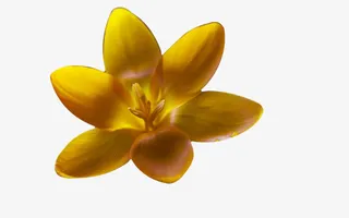 鸢尾科草本花卉免抠