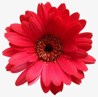 一朵红色菊花野花免抠