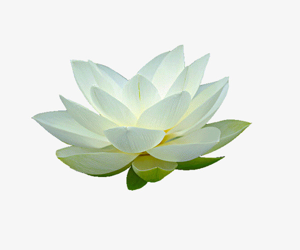 夏天的白荷花免抠