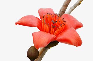 棕色枝条上一朵绽放的红棉花免抠